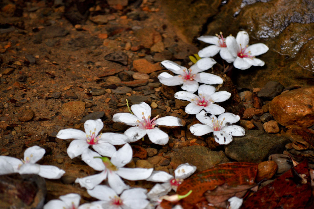 落花流水